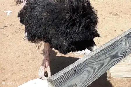 Ferme d'autruches de Curaçao