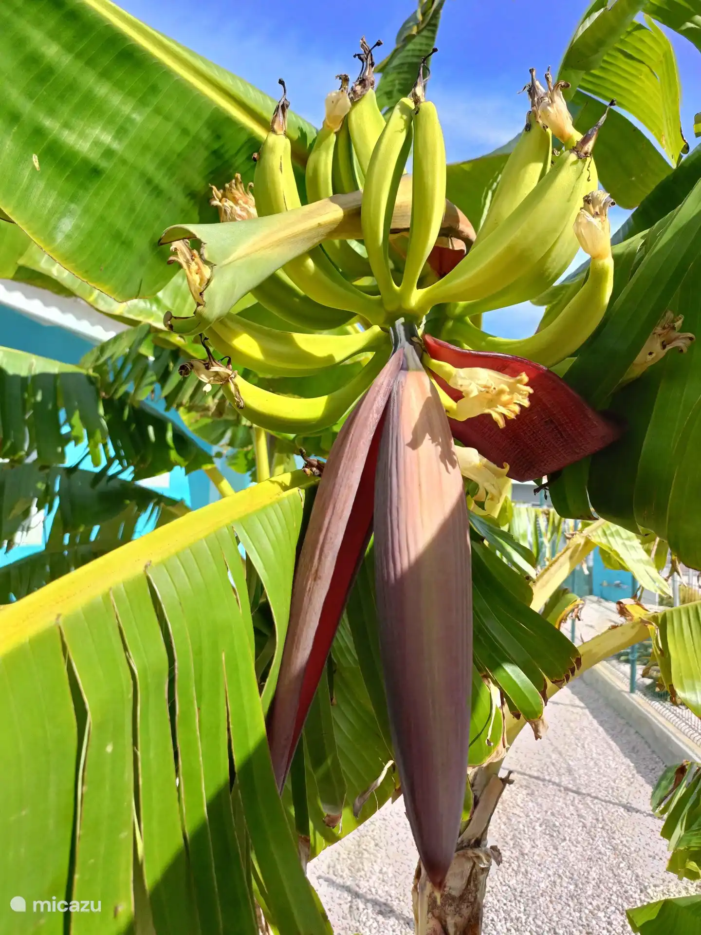 Possédez des bananes du jardin.
