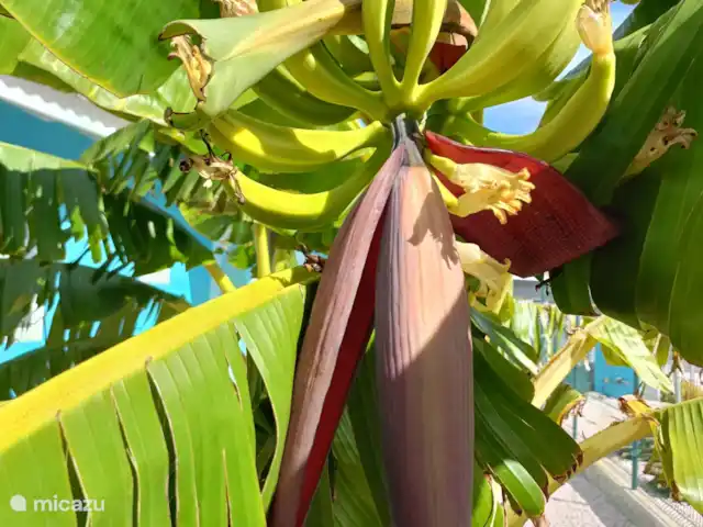 Bistro Nunka | Curaçao, Banda Abou (ouest), Fontein - villa Possédez des bananes du jardin.