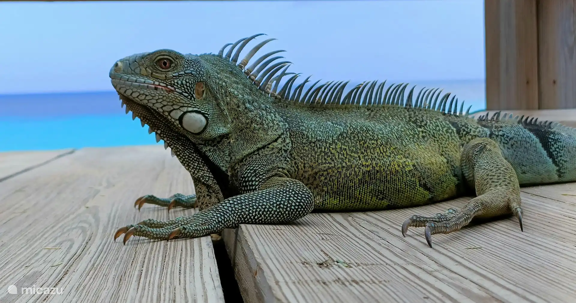 Il y a beaucoup d’iguanes dans le parc, qui viennent du Mundi.