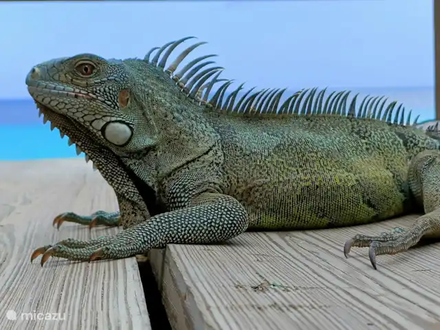 Bistro Nunka | Curaçao, Banda Abou (ouest), Fontein - villa Il y a beaucoup d’iguanes dans le parc, qui viennent du Mundi.