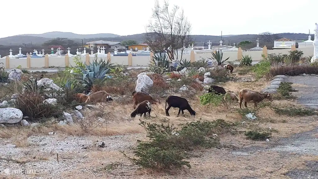 En chemin, vous rencontrerez les chèvres errantes. Vous pouvez presque les toucher.