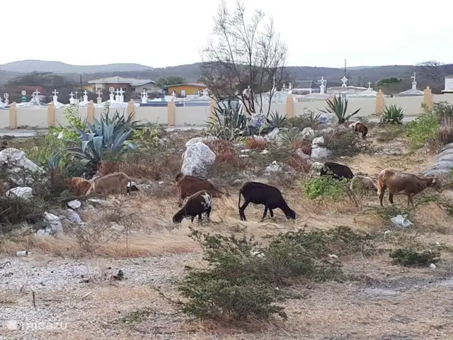 Bistro Nunka | Curaçao, Banda Abou (ouest), Fontein - villa En chemin, vous rencontrerez les chèvres errantes. Vous pouvez presque les toucher.
