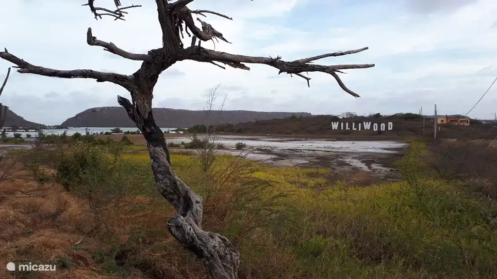 Williwood, en route pour repérer les flamants roses