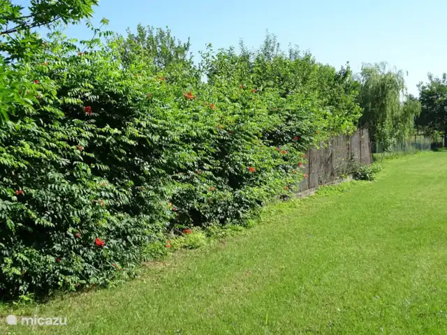 vakantiehuis huren in Hongarije, Tiszameer, Poroszlo – Mélody Haz tuin