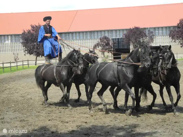 vakantiehuis huren in Hongarije, Tiszameer, Poroszlo – Mélody Haz Hortobagy, paardenshow op de Poesta