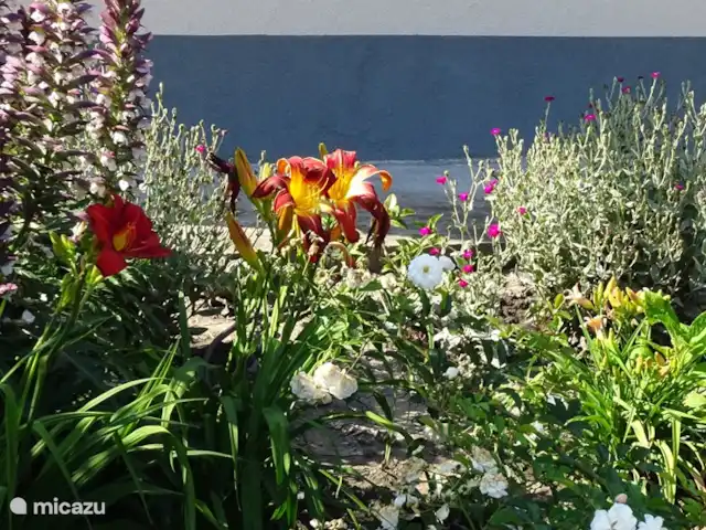 vakantiehuis huren in Hongarije, Tiszameer, Poroszlo – Mélody Haz Bloemen bij inhang pand