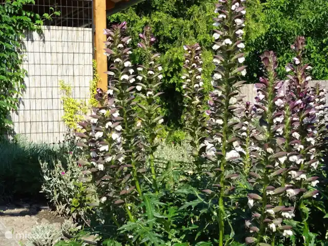 vakantiehuis huren in Hongarije, Tiszameer, Poroszlo – Mélody Haz tuin