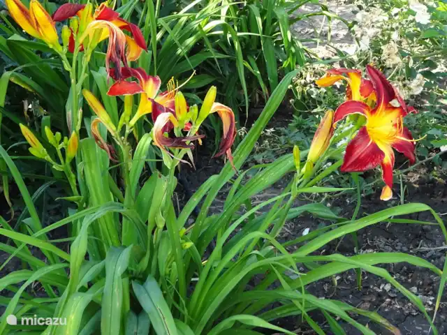 vakantiehuis huren in Hongarije, Tiszameer, Poroszlo – Mélody Haz bloemen