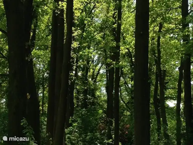 Ferienhof Brink Ort 3 en Alemania, Baja Sajonia, Warmsen - camping de lujo / yurta / tienda safari Hermosos árboles en los que viven muchas aves.