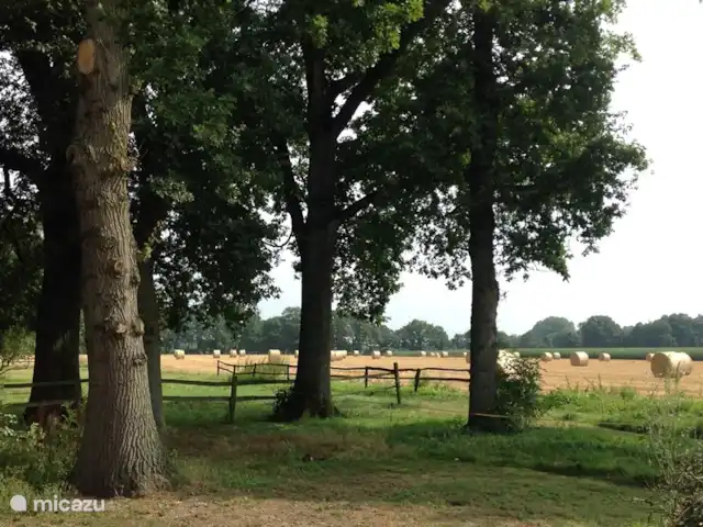 Ferienhof Brink Ort 3 en Alemania, Baja Sajonia, Warmsen - camping de lujo / yurta / tienda safari Estamos en el borde del pueblo agrícola.