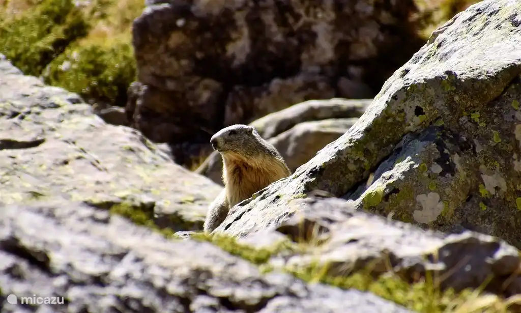 Hay muchas marmotas en las montañas.