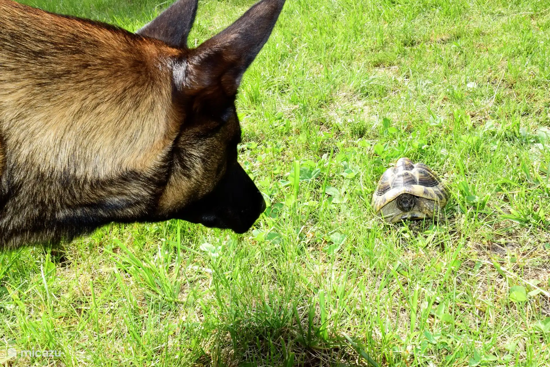 Lo rápido se encuentra con lo lento