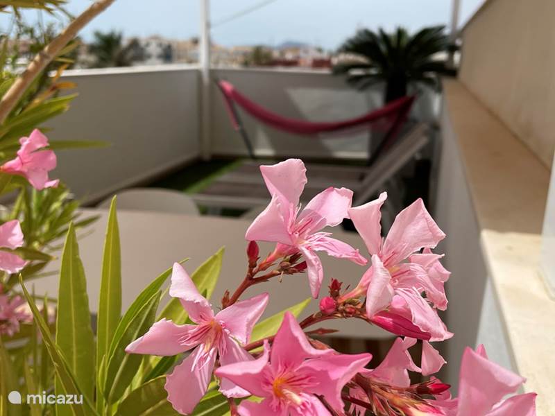 Holiday home in Spain, Costa Blanca, Pilar de la Horadada Apartment Casa Thai Garden