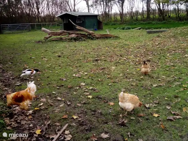 Location de Vacances Pays-Bas, Hollande du Nord, Schoorldam, bungalow - Rekere 111 à Schoorldam ferme pour enfants dans le parc