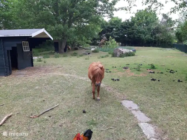 Location de Vacances Pays-Bas, Hollande du Nord, Schoorldam, bungalow - Rekere 111 à Schoorldam ferme pour enfants dans le parc