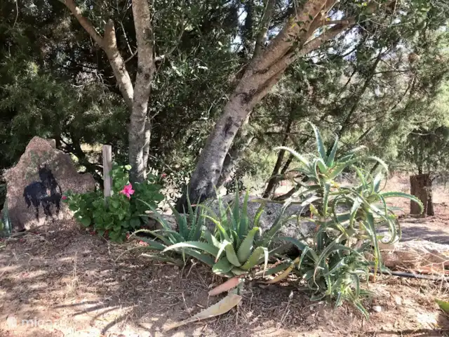 Leontine's Lodge in Sardinië huren in Italië, Sardinië, San Pantaleo - bungalow Wilde tuin met typische flora en fauna van het eiland, ruige rotsen, aparte architectuur en vaak verstopte kunst: verrassend om in rond te dolen als 'Alice in Wonderland'...;)