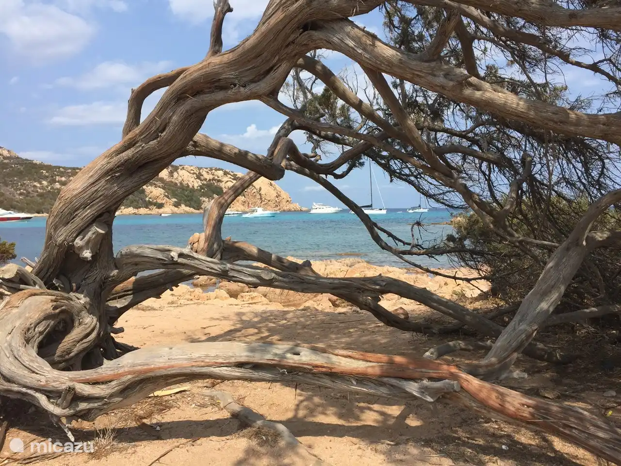 Berühmte verdrängte Überwucherung von Wacholderbäumen am Strand