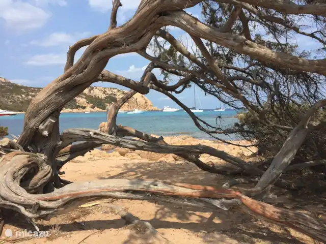 Leontine's Lodge in Sardinië huren in Italië, Sardinië, San Pantaleo - bungalow Beroemde vervrongen begroeing van jeneverbesbomen bij het strand