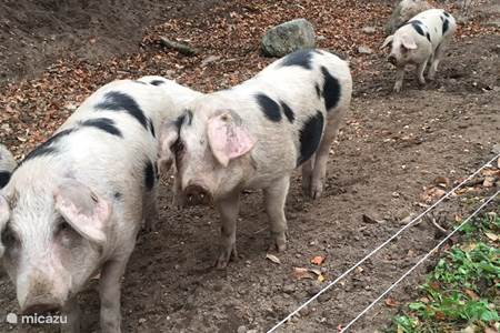 piglets from Oosterbeek.