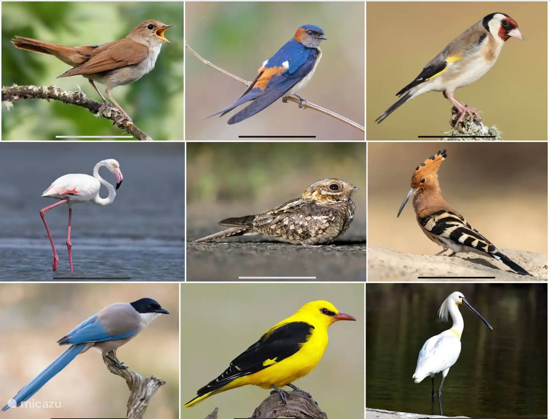 Sie werden diesen Vögeln rund um das Haus begegnen