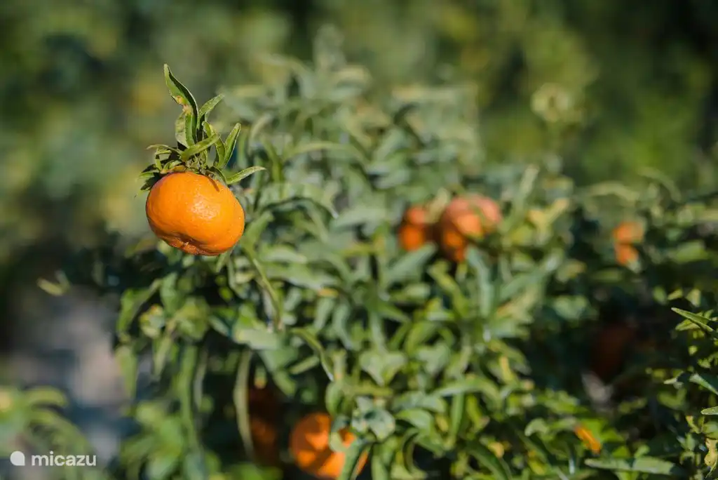 arbres fruitiers dans le jardin