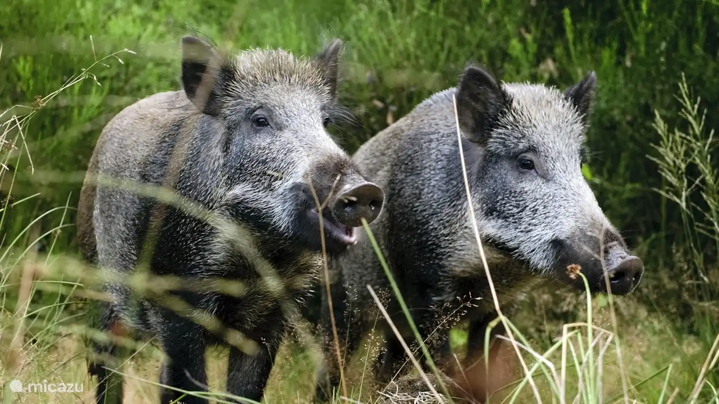 Ces sangliers vivent dans les bois de la Veluwe.