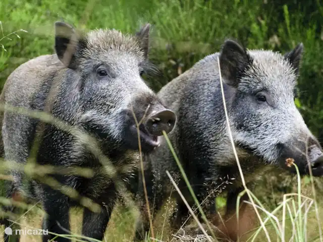 Location de Vacances Pays-Bas, Gueldre, Garderen, villa - Villa Jardinier Ces sangliers vivent dans les bois de la Veluwe.