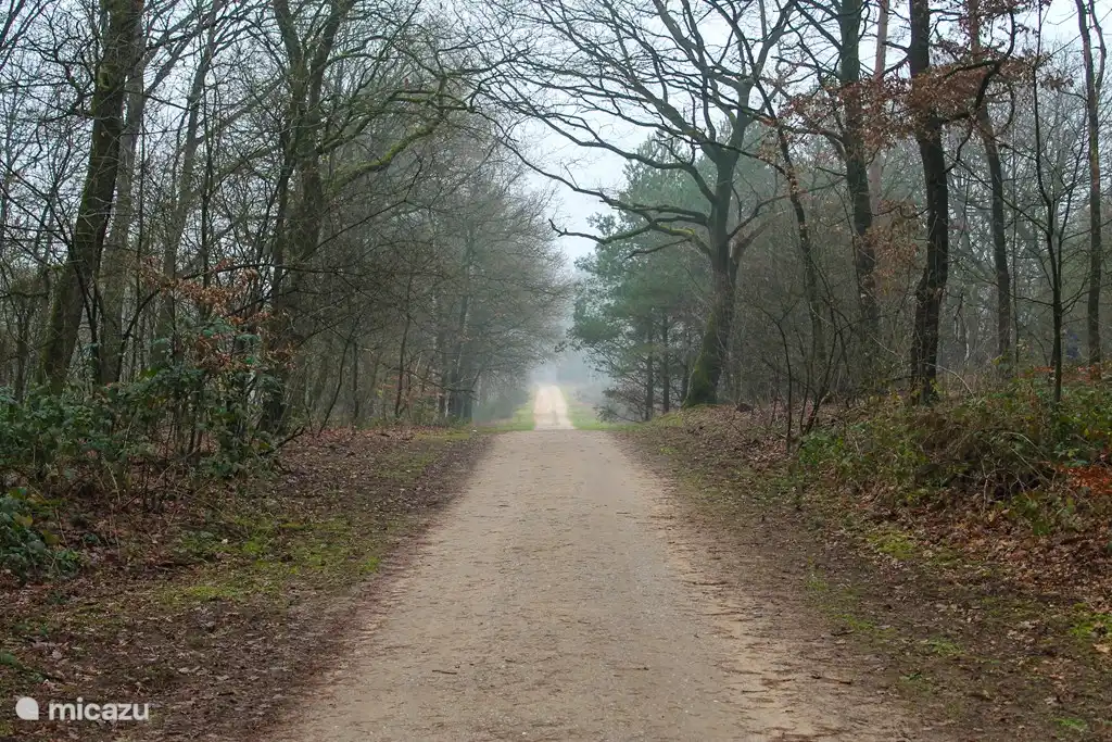 Belles forêts du parc