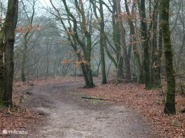 Location de Vacances Pays-Bas, Gueldre, Garderen, villa - Villa Jardinier Nature pure à côté du parc