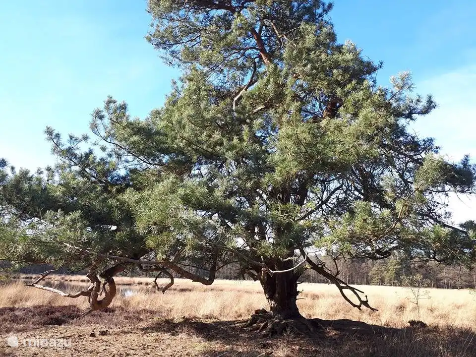 Baum in Heidefeldern