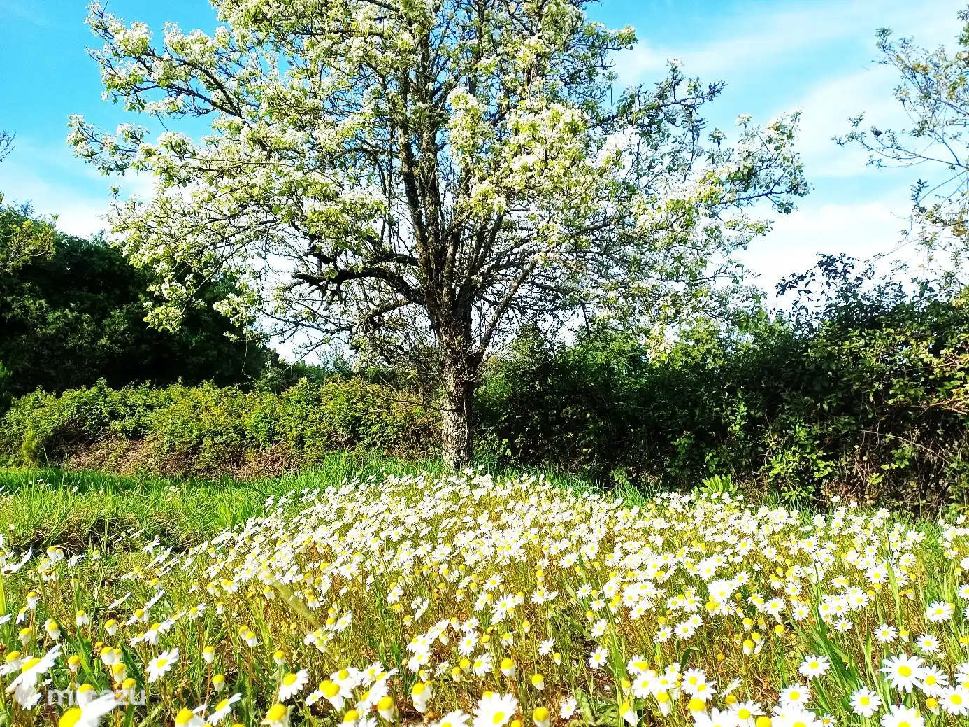Photo dans le jardin au printemps