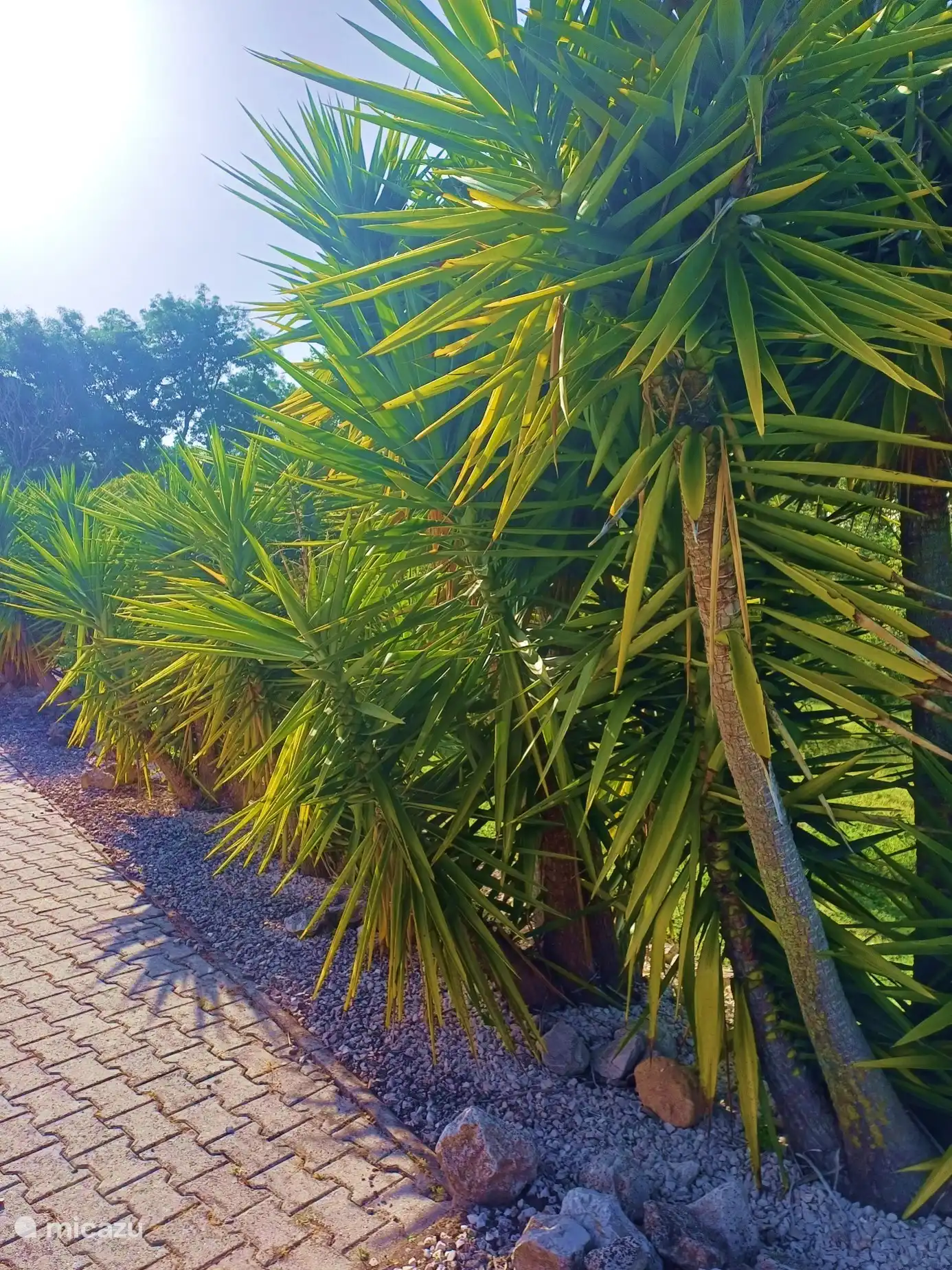 Photo sur la terrasse