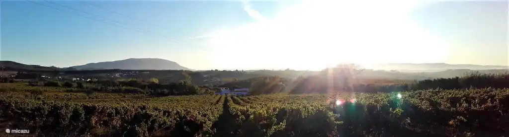 The villa, surrounded by vineyards