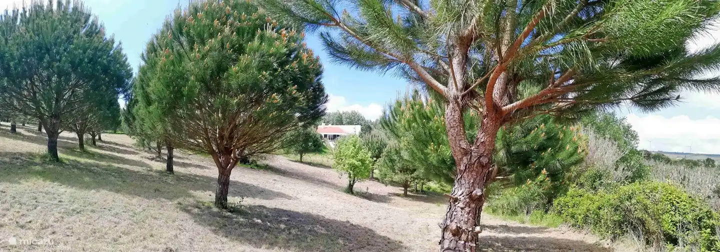 Photo in the garden with the villa in the distance