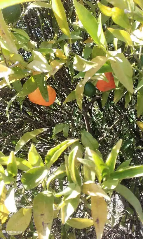 Tangerine tree in the orchard