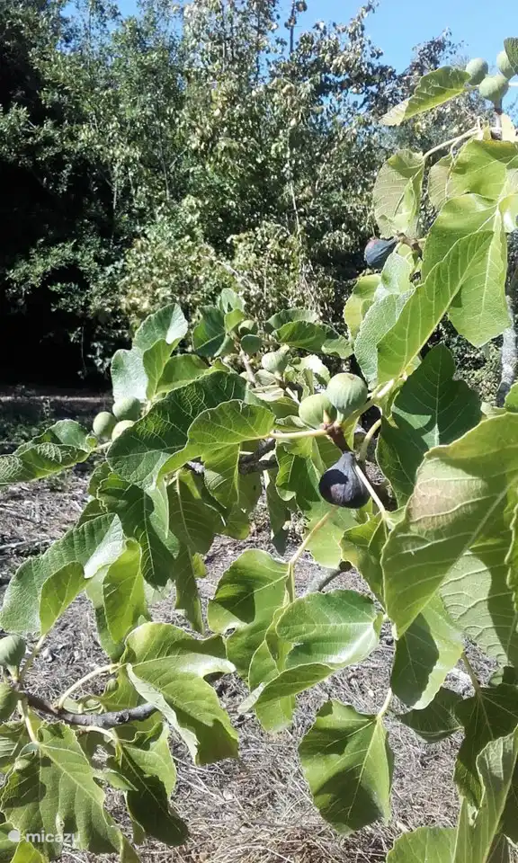 Fig tree in the orchard