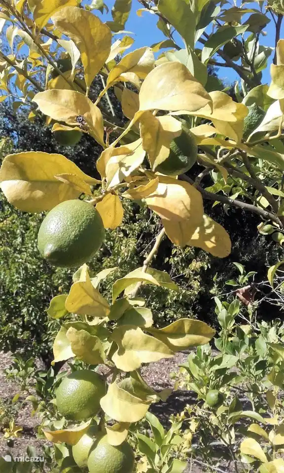 Lime tree in the orchard
