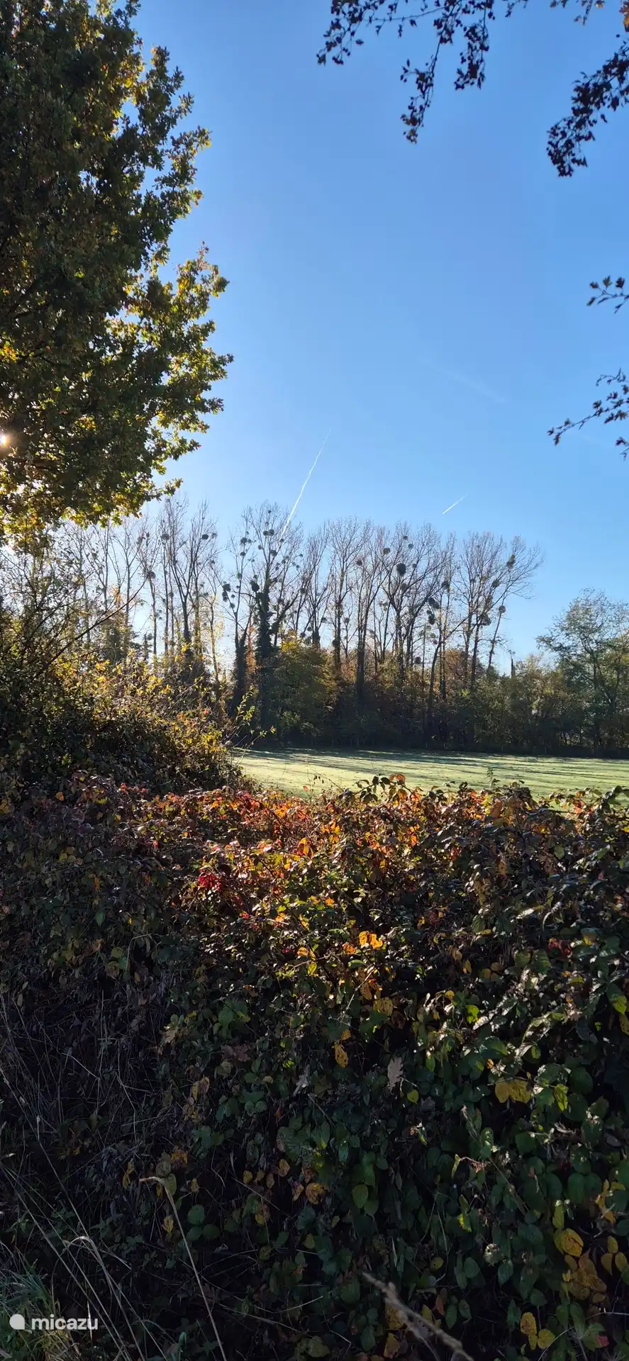 Herbst mit wunderschönem Mistelzweig