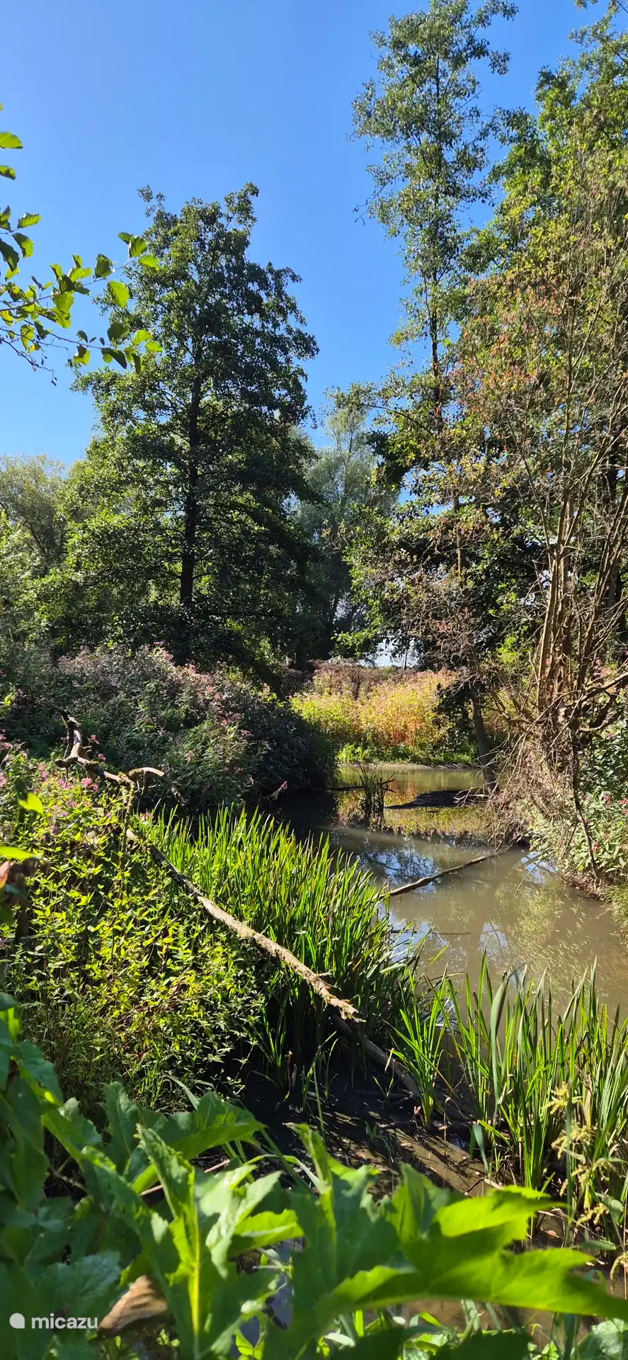 Alles in voller Blüte