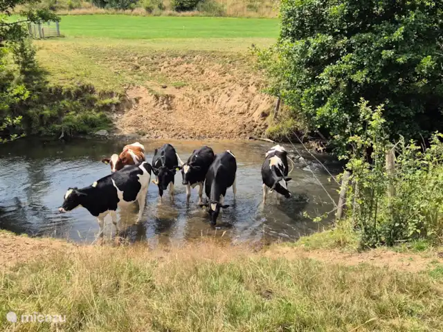 appartement huren in Nederland, Limburg, Mechelen – Studio Tweij & Vitsig pootje baden