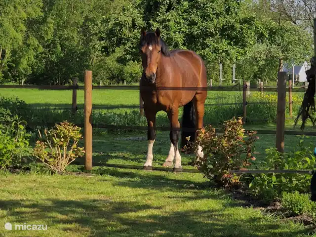 appartement huren in Nederland, Limburg, Mechelen – Studio Tweij & Vitsig Lasco in onze achtertuin