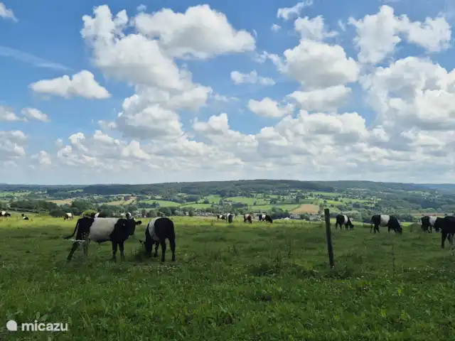 appartement huren in Nederland, Limburg, Mechelen – Studio Tweij & Vitsig Kudde Lakevelders met uitzicht over Vijlenerbos en Aachnerwald