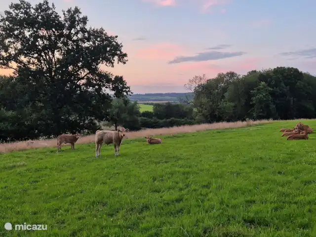appartement huren in Nederland, Limburg, Mechelen – Studio Tweij & Vitsig koeien met kalveren in avondzon