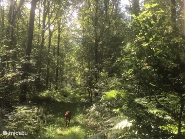 appartement huren in Nederland, Limburg, Mechelen – Studio Tweij & Vitsig vijlenerbos