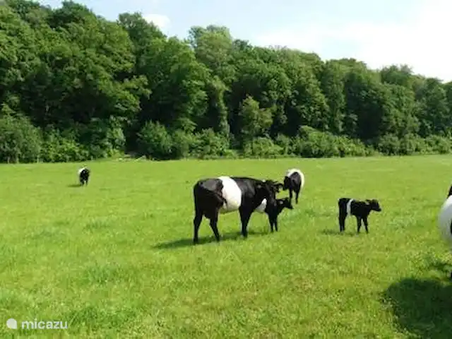 appartement huren in Nederland, Limburg, Mechelen – Studio Tweij & Vitsig voorjaar