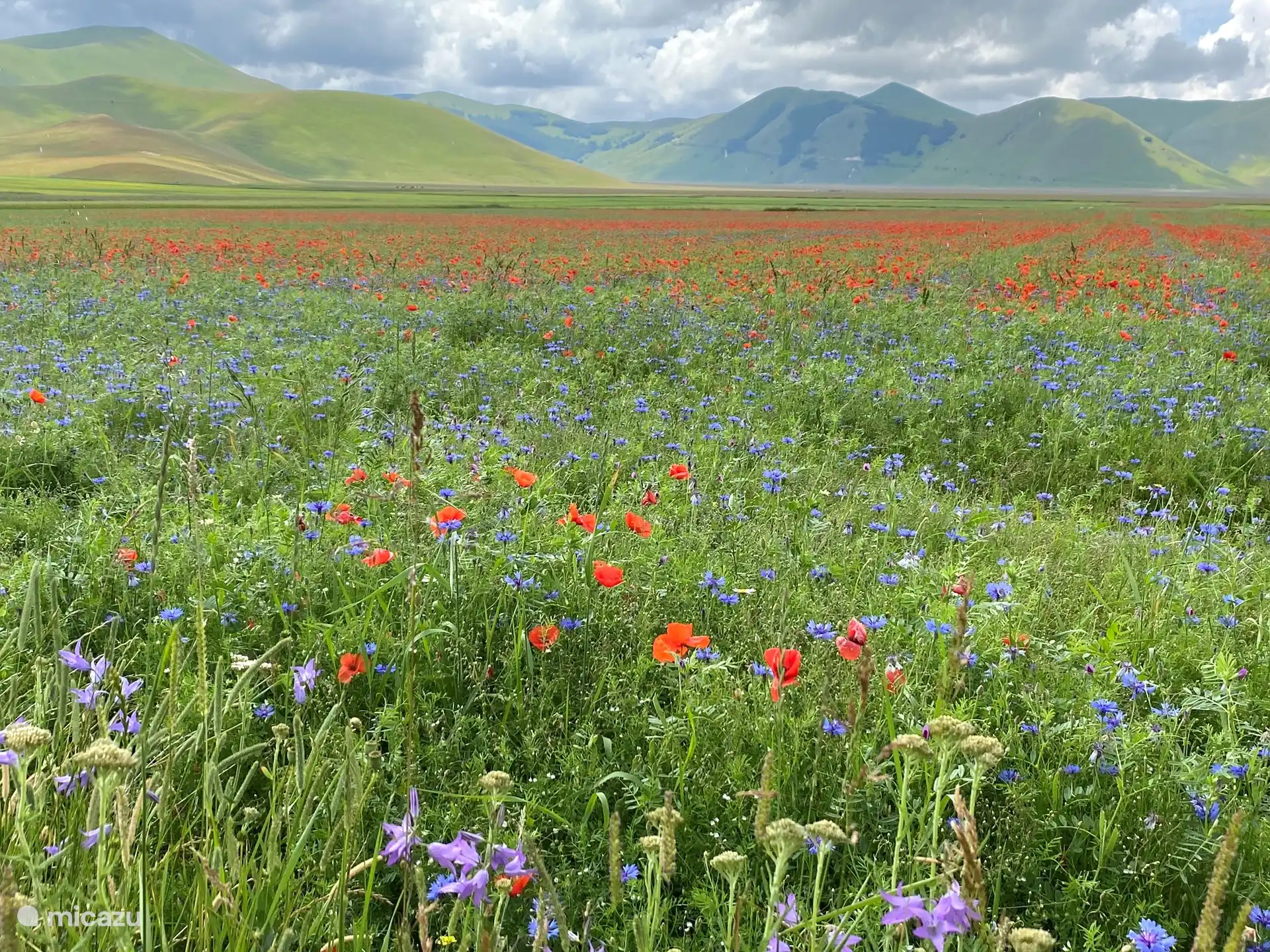 Piano Grande - Fioritura