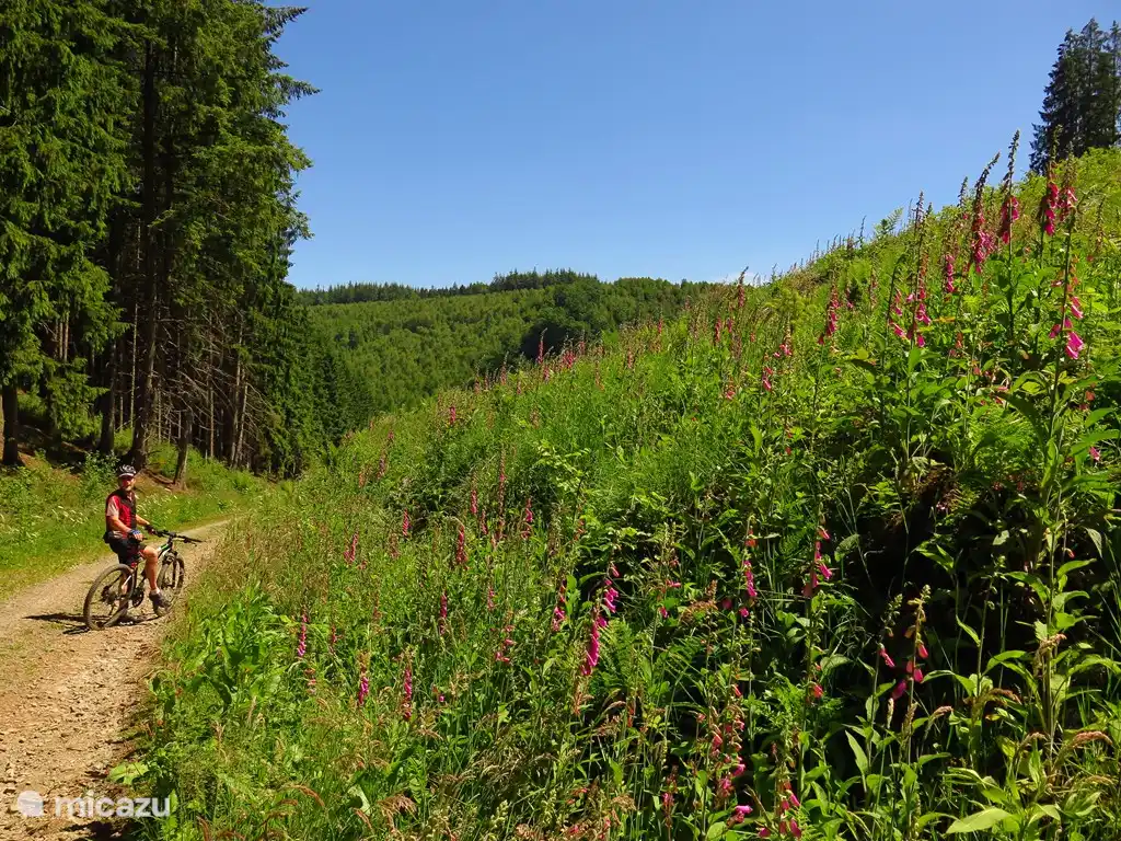 Für Sportbegeisterte gibt es in der Umgebung Dutzende ausgeschilderte Mountainbike-Strecken.