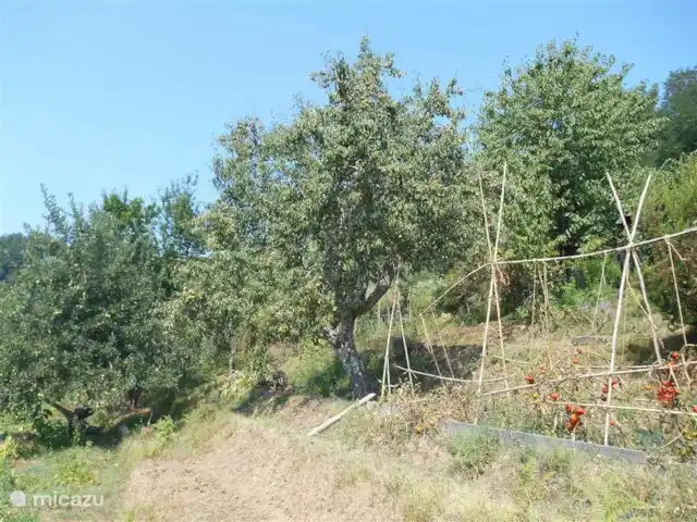 Location de Vacances Italie, Toscane, Borgo a Mozzano, maison de vacances - Ambra Semelle Détail jardin