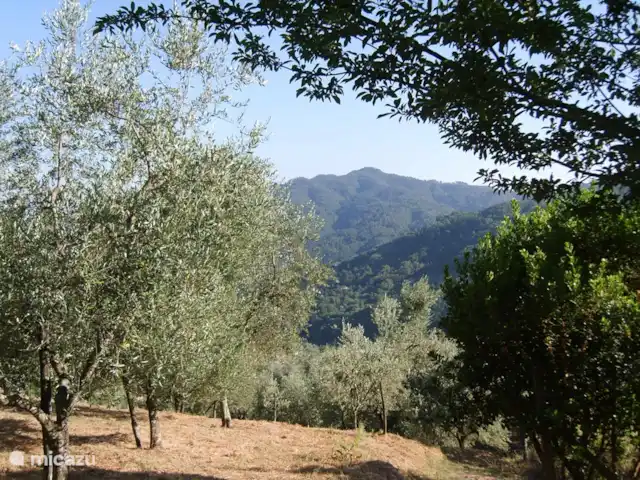 Location de Vacances Italie, Toscane, Borgo a Mozzano, maison de vacances - Ambra Semelle Environnement direct